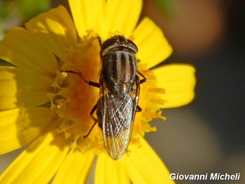 Stomorhina lunata,  femmina (Calliphoridae)